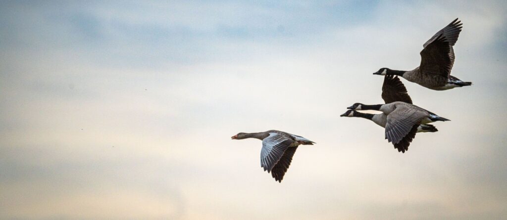 migrating geese